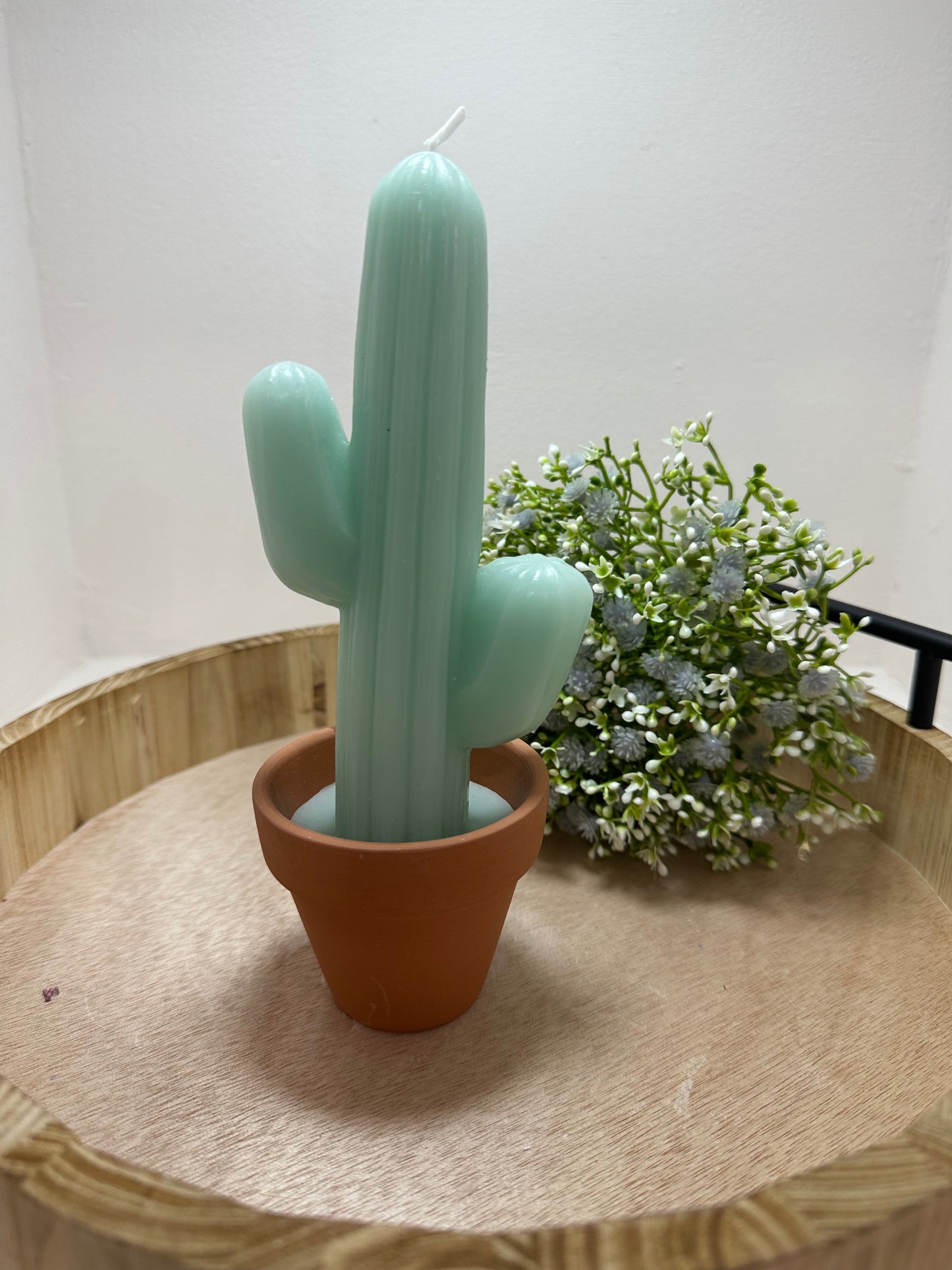 Vela cactus