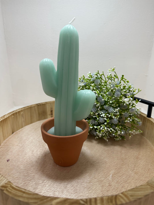 Vela cactus